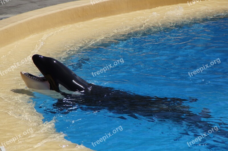 Orka Killer Whale Killer Begging Foot