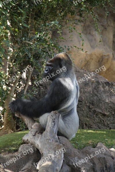 Gorilla Males A Male Gorilla Monkey Pose