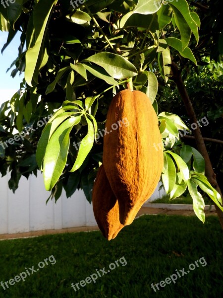 Mungubeira Tree Munguba Tropical Fruit Chestnut