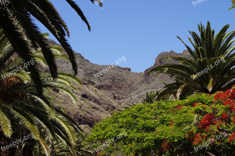 Canary Islands Tenerife Landscape Vegetation Lush And Sparse