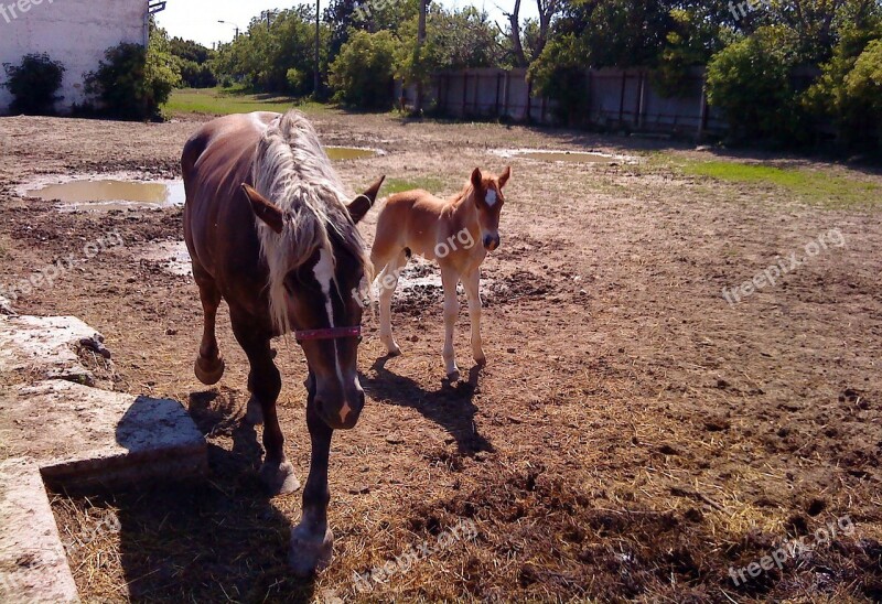 Horse Mare Stallion A Foal Horses