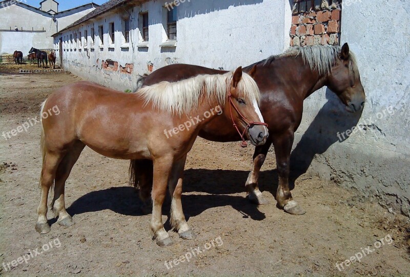 Horse Mare Stallion A Foal Horses