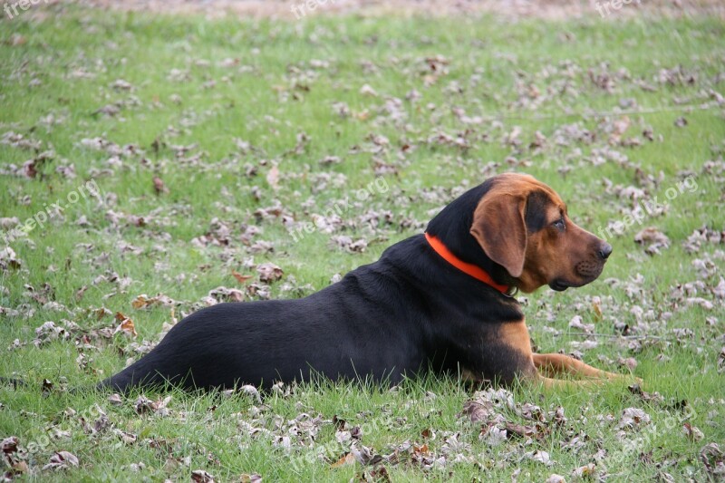 Dog Laying Down Outside Pet Animal