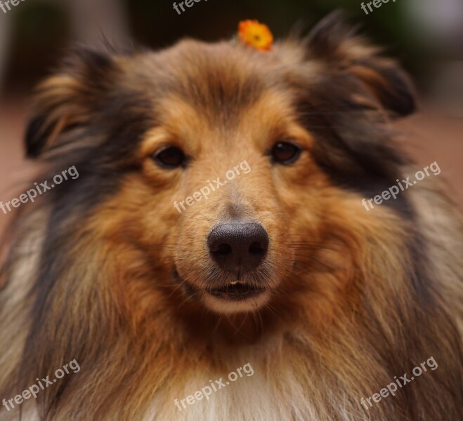 Sheltie Dog's Nose Dog Pet Free Photos