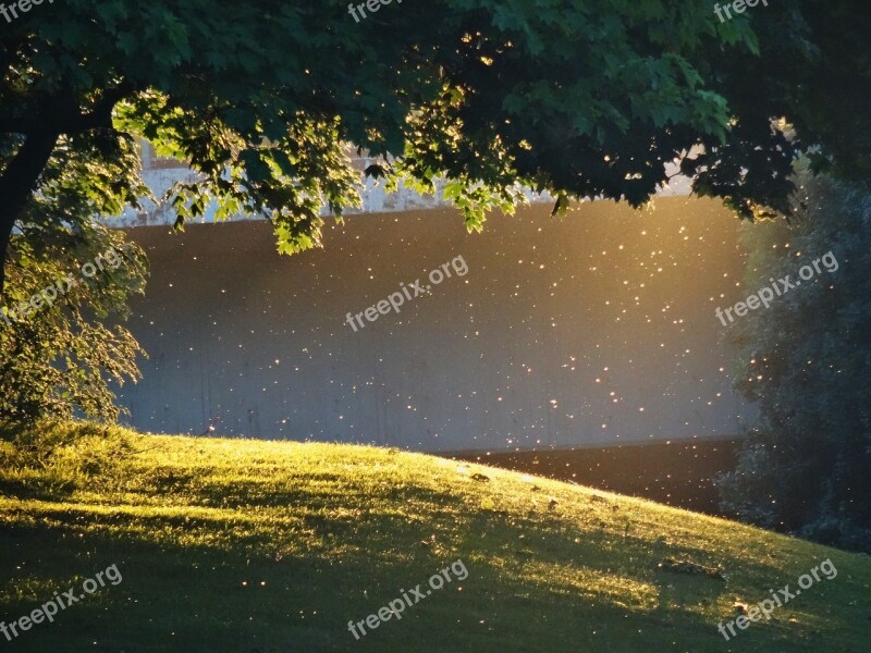 Evening Sun Romantic Abendstimmung Evening Light