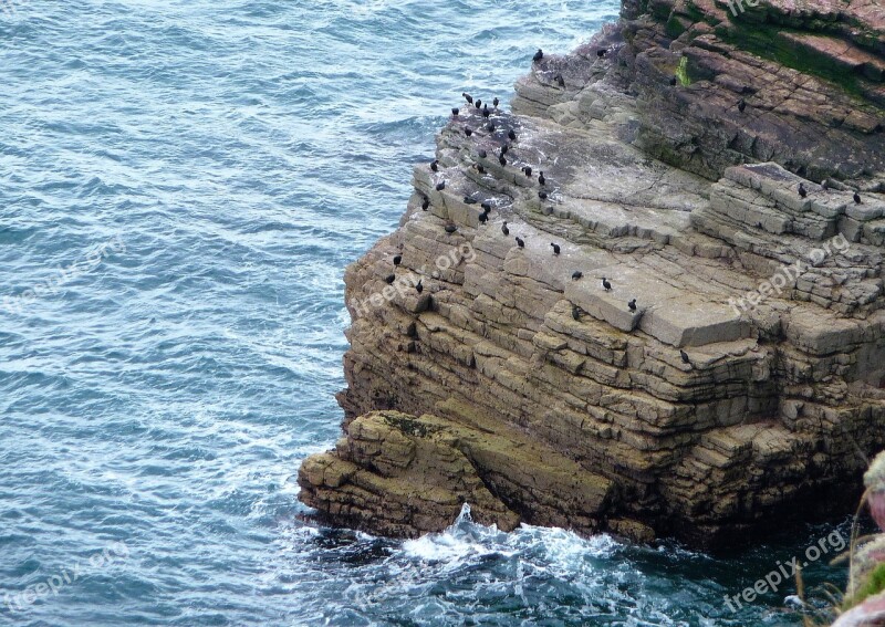 Cap Fréhel Birds Sea Free Photos