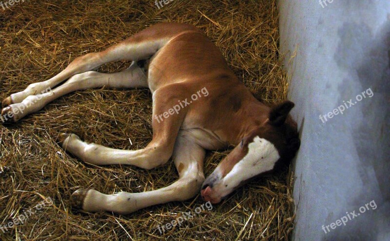 A Foal Horse Mare Chick Stallion