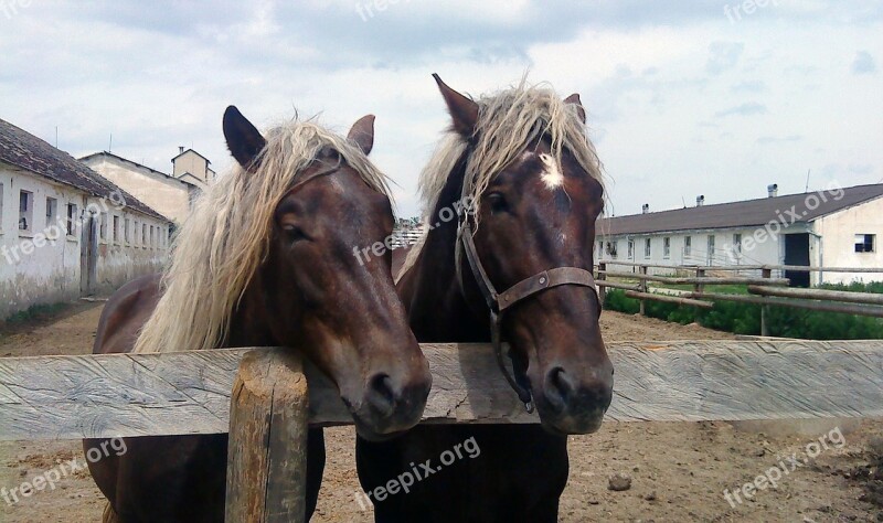 Horses Mares žrebci Plemenník Free Photos