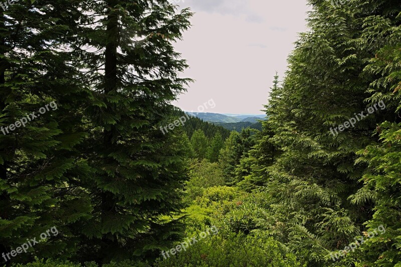 Forest View Distant View Thuringian Forest Trees