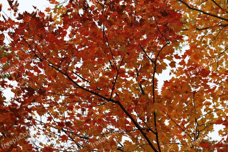 Birch Birch Tree Fall Autumn Leaf