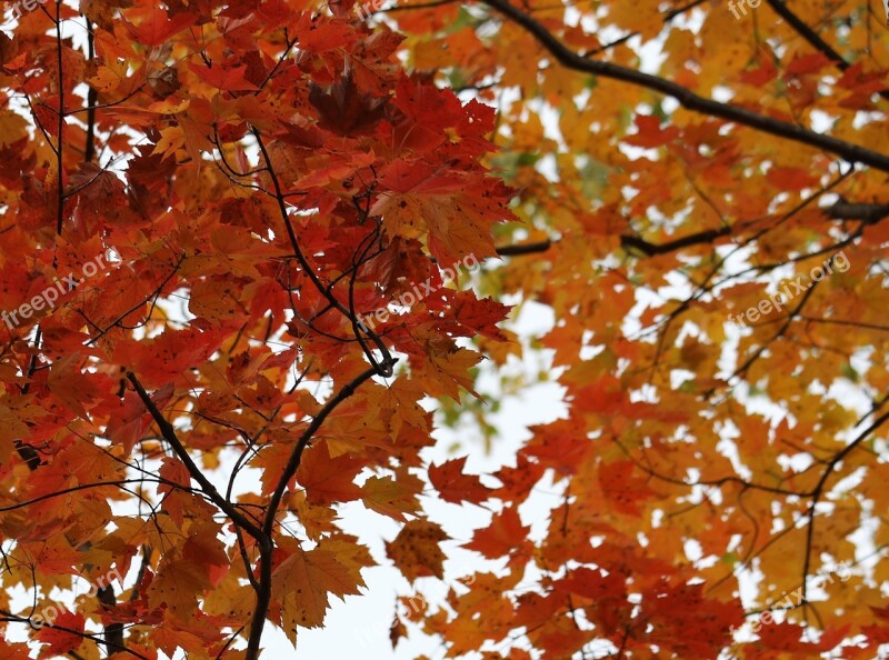 Birch Birch Tree Fall Autumn Leaf