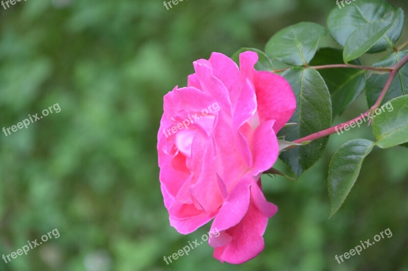 Pink Profile Rosebush Bush Green