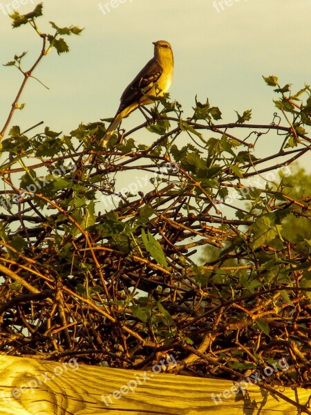 Mockingbird Spring Nature Landscape Texas