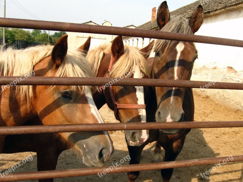 Horses Mares Stallions A Foal Free Photos