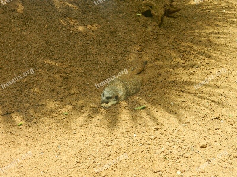 Meerkat Faunia Nature Free Photos