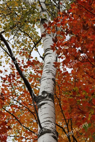 Birch Birch Tree Fall Colors Trunk White Bark