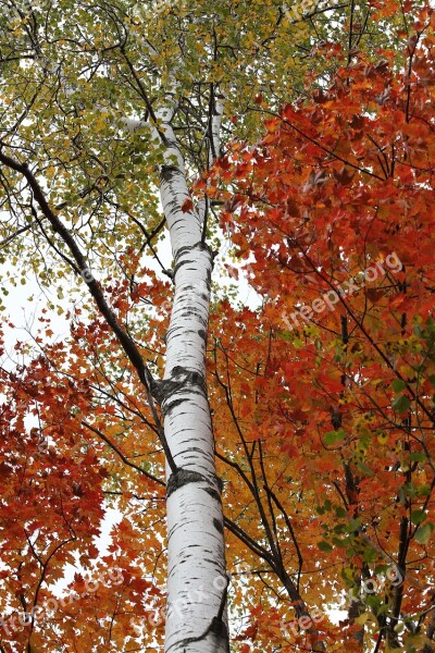 Birch Birch Tree White Bark Color Leaf