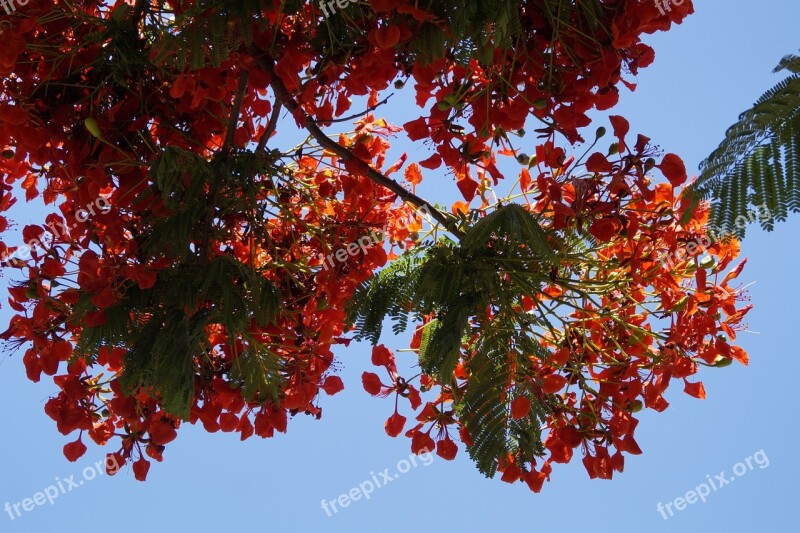 Flamboyant Delonix Regia Summer Red Flowers