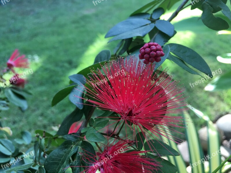 Hibiscus Slender Spend Hugo Free Photos