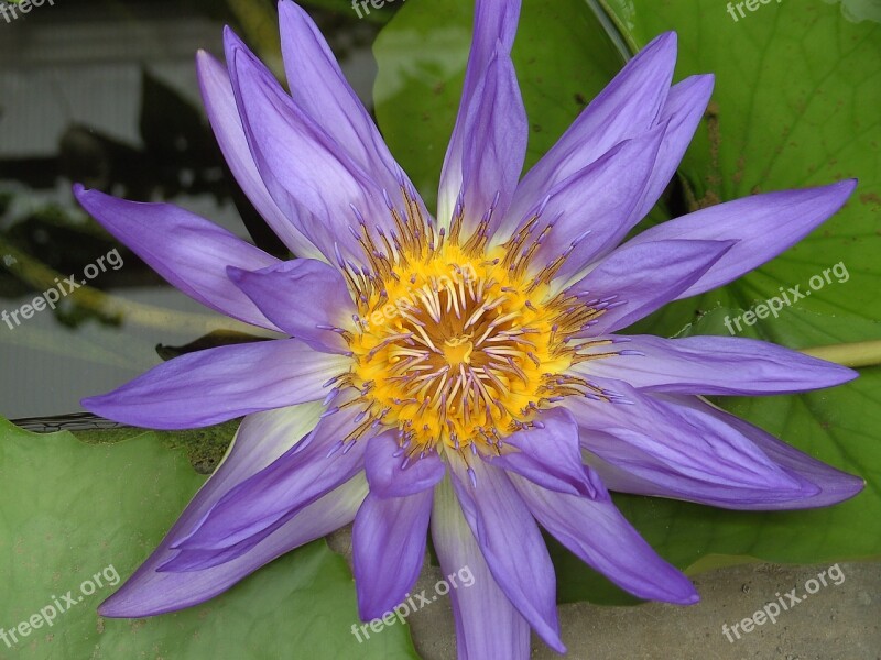 Lotus Blossom Lotus Flower Water Flower Aquatic Plant