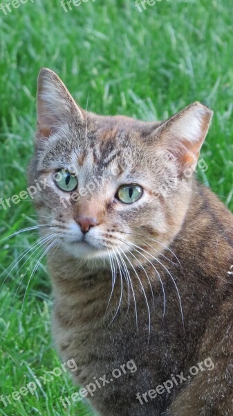 Cat Feral Feline Animal Outdoor