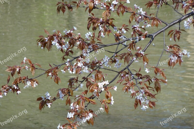 Flowers Spring Tree Cherry Lake