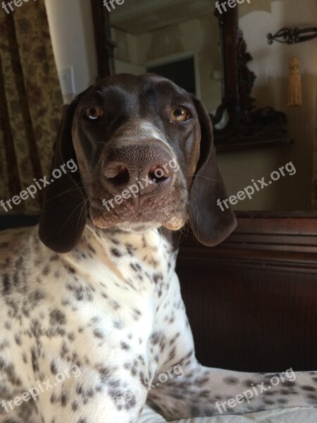 Dog Pointer Nose German Pointer Free Photos