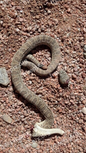 Rattlesnake Dead Desert Poisonous Venomous