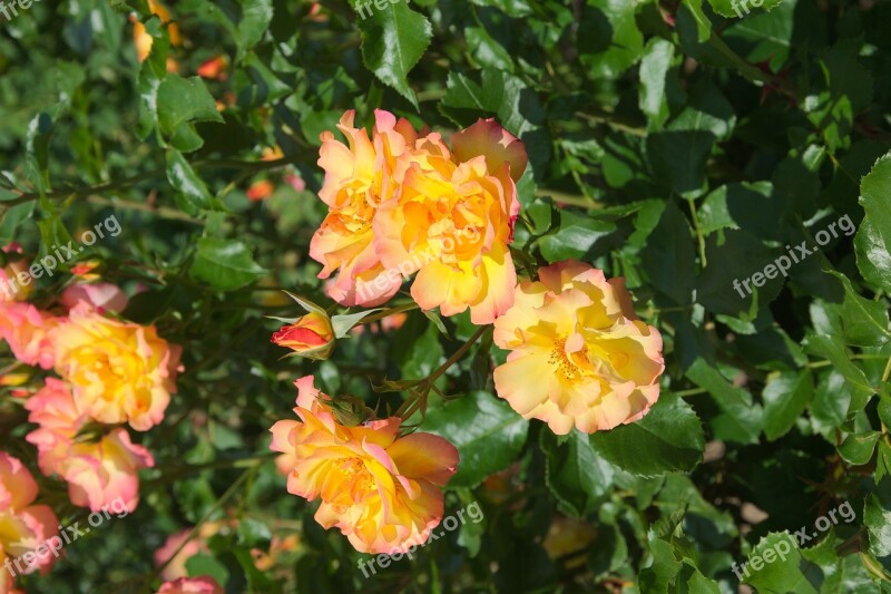 Roses Yellow Orange Flowers Nature Free Photos