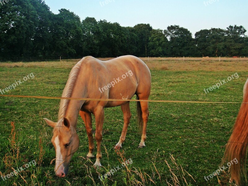 Horse Coupling Morning Sun Pasture Graze