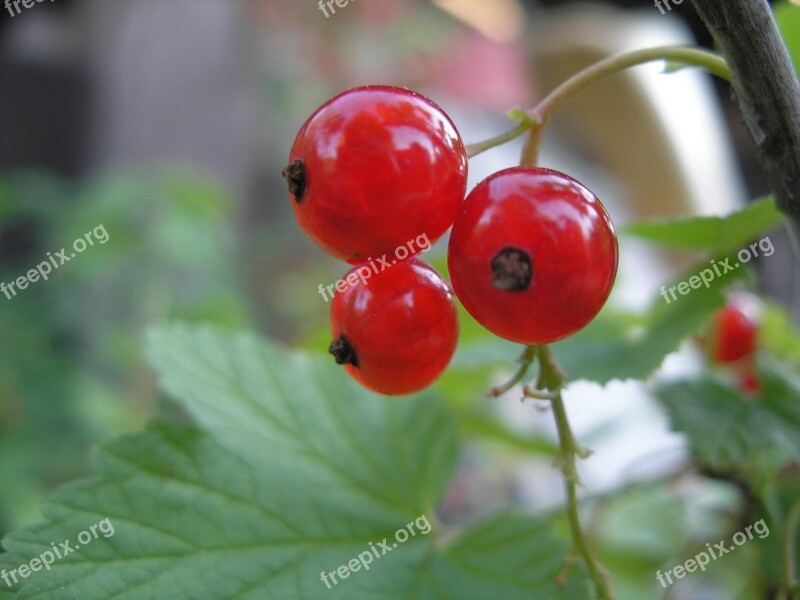 Currant Plant Red Currant Free Photos