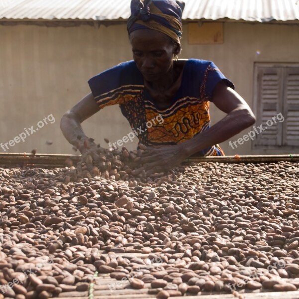 Cocoa Beans Drying Ingredient Chocolate