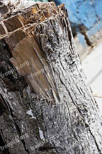 Stump Brown Nature Tree Wood