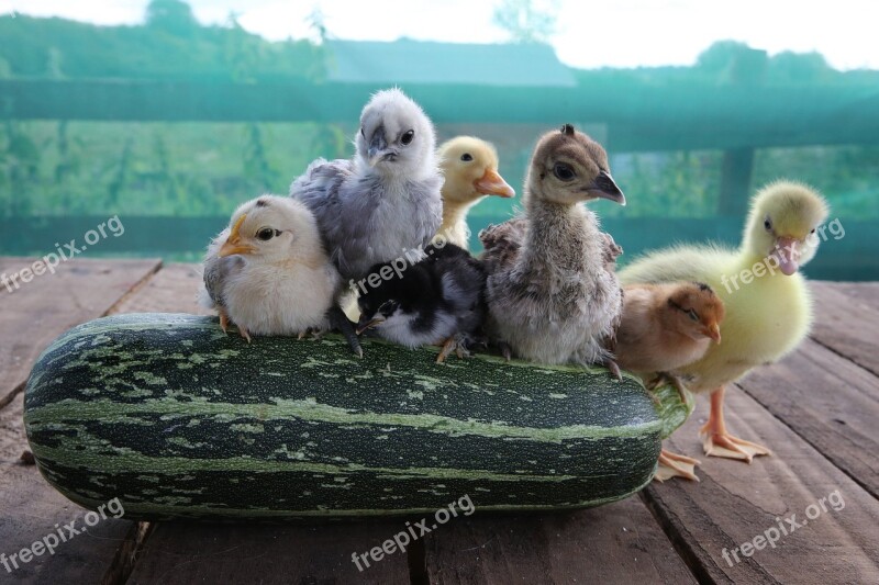 Chicks Duckling Gosling Peachick Bantams