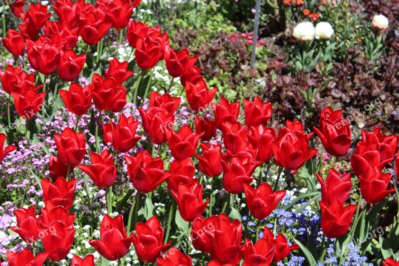 Botanical Garden Augsburg Red Tulips Flower Garden Flower Meadow Flowers