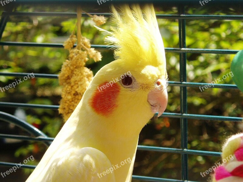 Cockatiel Bird Yellow Parakeet Spring Bonnet