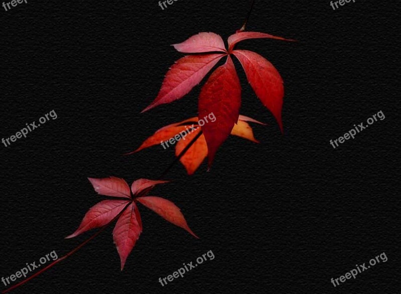 Autumn Leaves Colorful Nature Fall Foliage