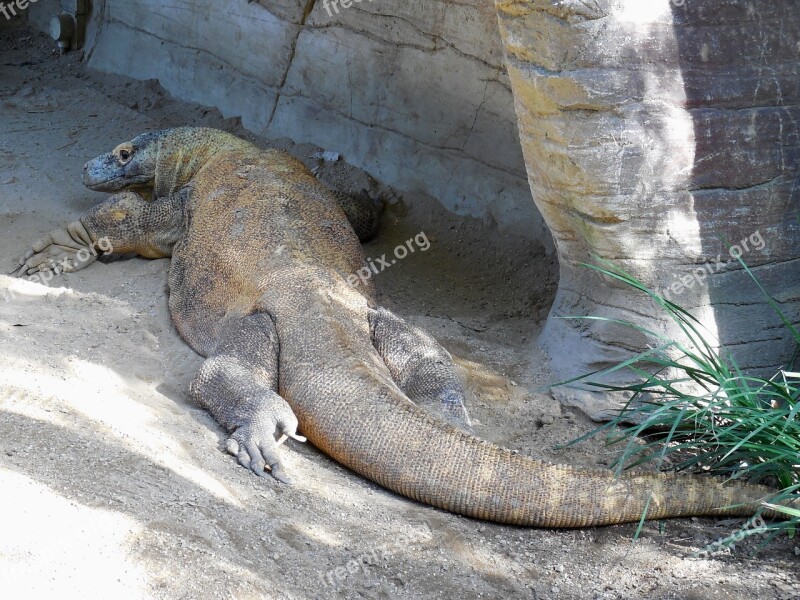 Komodo Dragon Reptile Giant Lizard Komodo Dragon