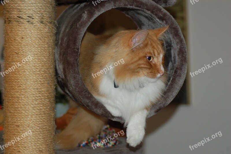 Norwegian Forest Cat Cat Cats Wildcat Norwegian