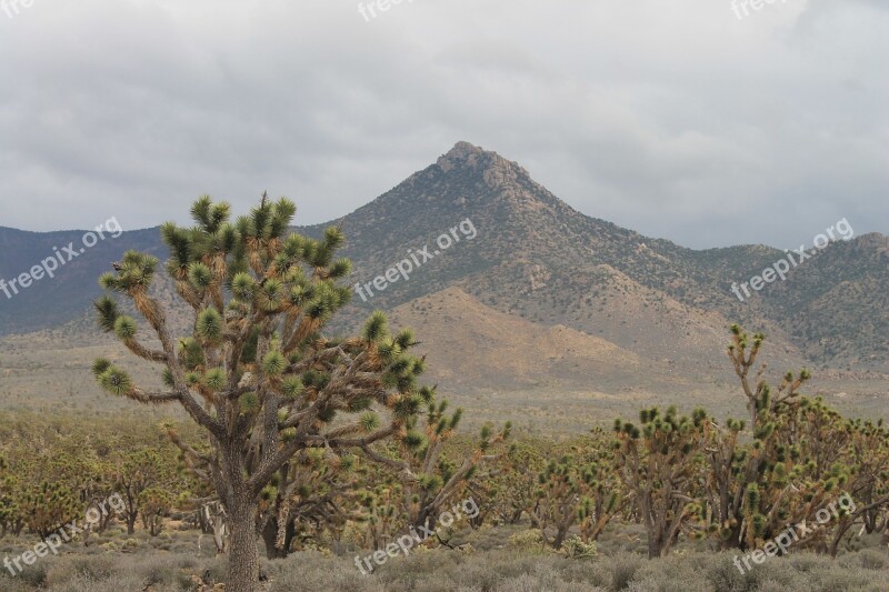 Arizona Josua Tree Desert Usa Nevada