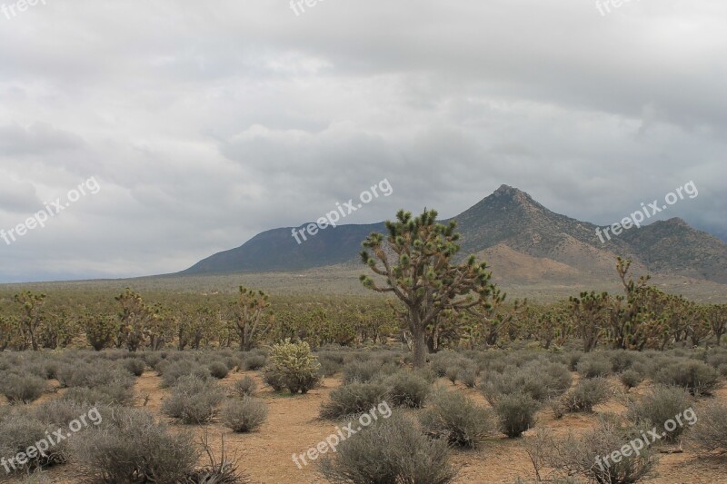 Arizona Josua Tree Desert Usa Nevada