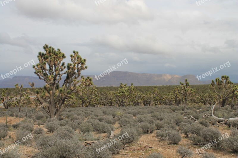 Arizona Josua Tree Desert Usa Nevada