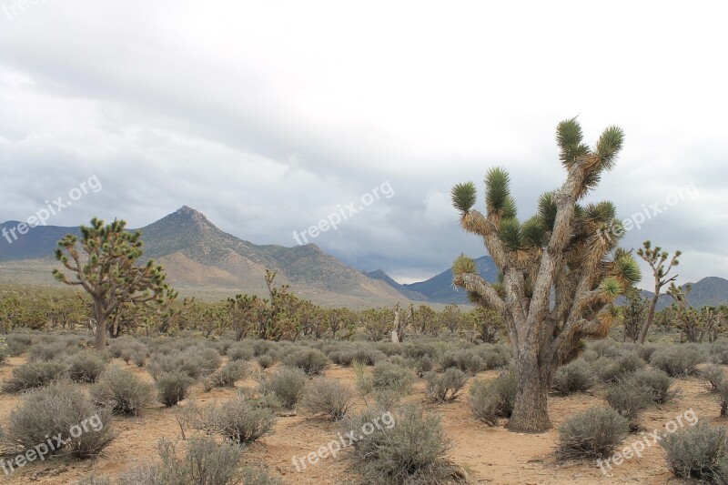 Arizona Josua Tree Desert Usa Nevada