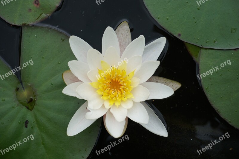 Water Lily Pond Aquatic Plant Free Photos