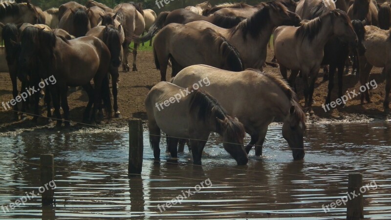 Wild Horses Horses Freilebend Germany Brumby Horses