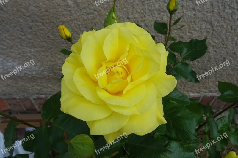 Rose Flower Rose Flower Plant Romantic