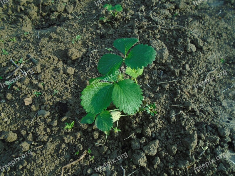 Strawberry Seedling Fruit Plant Green