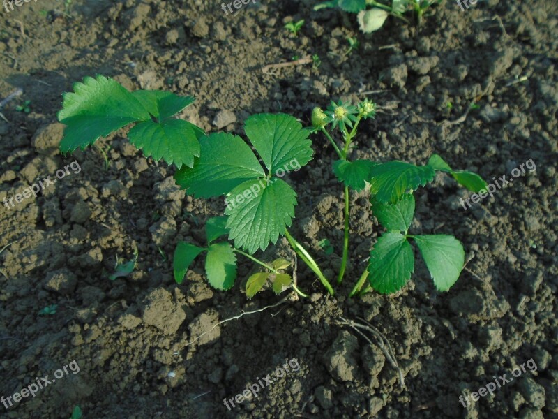 Strawberry Seedling Fruit Plant Green