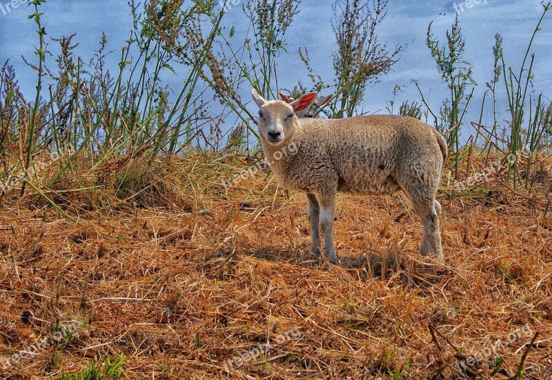 Sheep Lamb Countryside Nature Animals