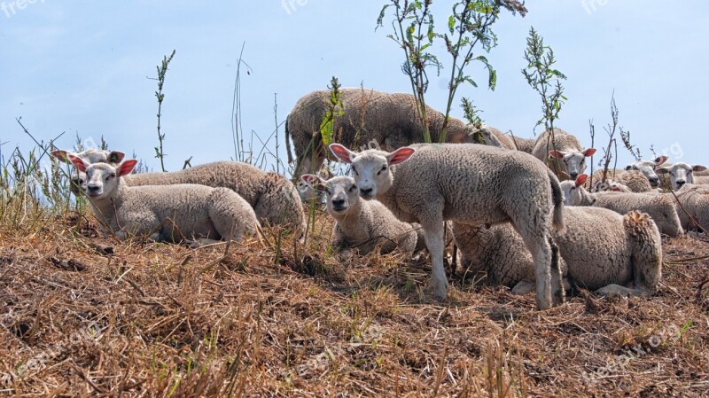 Sheep Lambs Young Animals Pasture